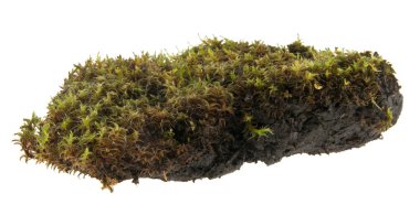 çim ve beyaz arka plan üzerinde izole yosun parçası