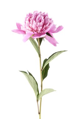 Beyaz arkaplanda şakayık izole