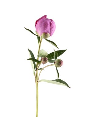 Pembe şakayık beyaz arkaplanda izole edilmiş