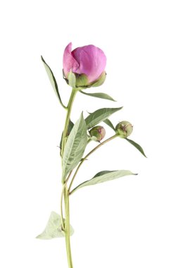 Pembe şakayık beyaz arkaplanda izole edilmiş