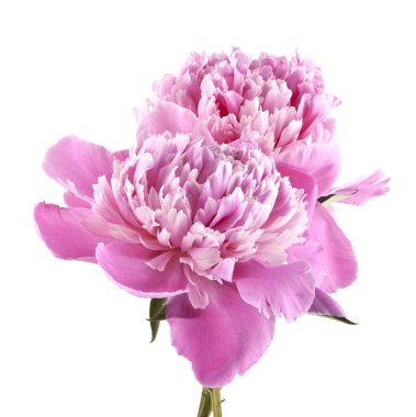 Beyaz arkaplanda şakayık izole