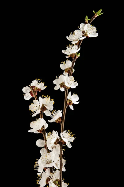 Flores de damasco isolado em um fundo preto — Fotografia de Stock