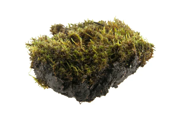 Çim ve beyaz arka plan üzerinde izole yosun parçası — Stok fotoğraf