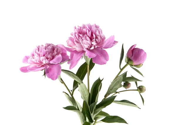 Pembe şakayık beyaz arkaplanda izole edilmiş