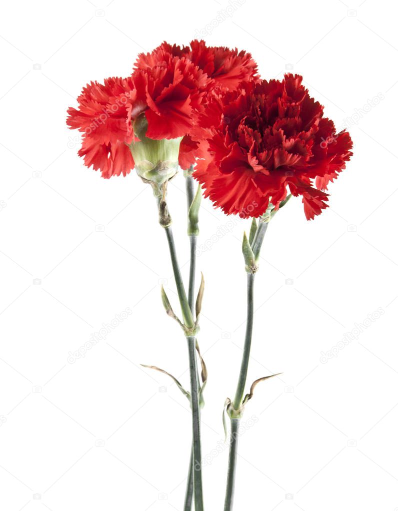 red carnation isolated on white background