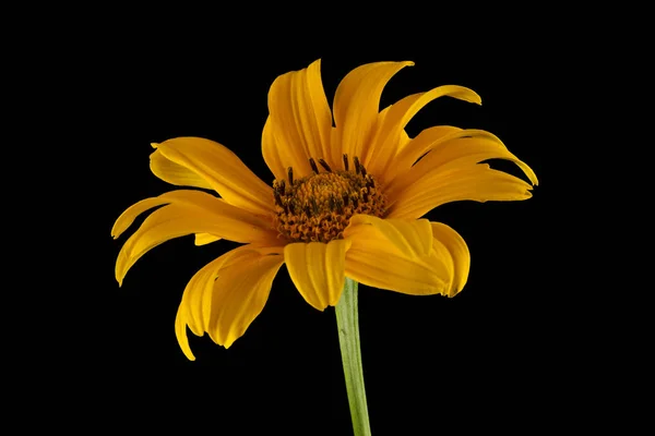 siyah bir arka plan üzerinde izole turuncu calendula çiçek