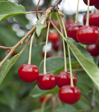 Kırmızı Kiraz ağacı üzerinde