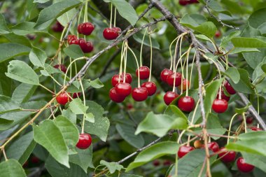 Kırmızı Kiraz ağacı üzerinde