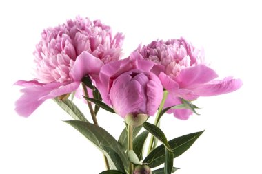 pembe peonies beyaz zemin üzerine izole