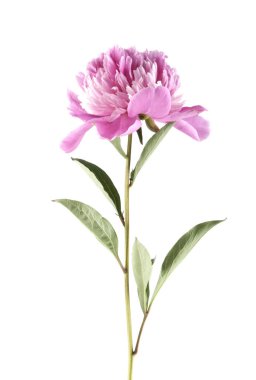pembe peonies beyaz zemin üzerine izole