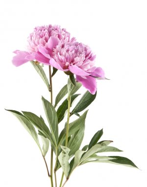 pembe peonies beyaz zemin üzerine izole