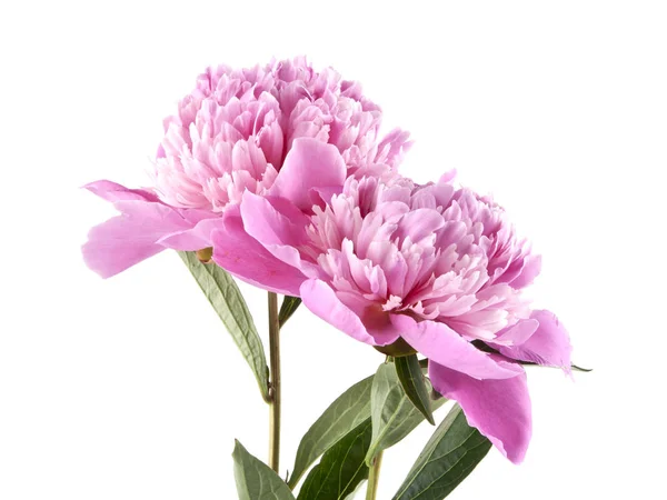 Pembe şakayık beyaz arkaplanda izole edilmiş