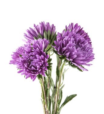 Beyaz arka plan üzerinde izole mor aster