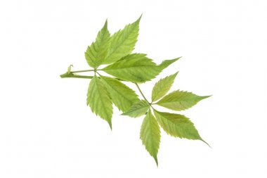 Beyaz arkaplanda yalıtılmış üzüm yaprakları