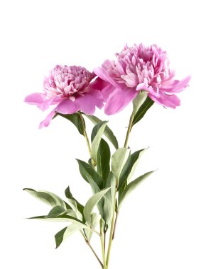 Pembe şakayık beyaz arkaplanda izole edilmiş