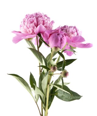 Pembe şakayık beyaz arkaplanda izole edilmiş