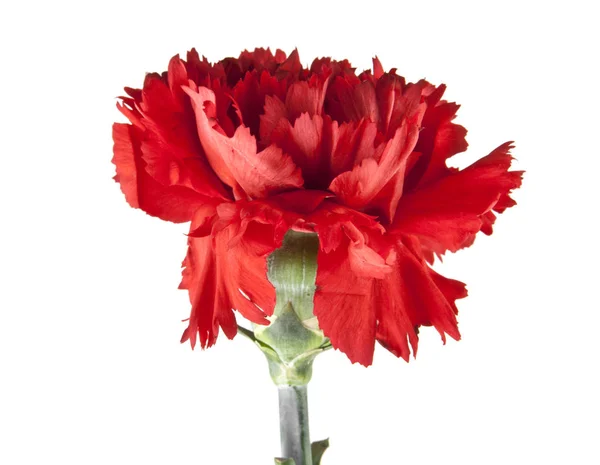 Red carnation isolated on white background — Stock Photo, Image