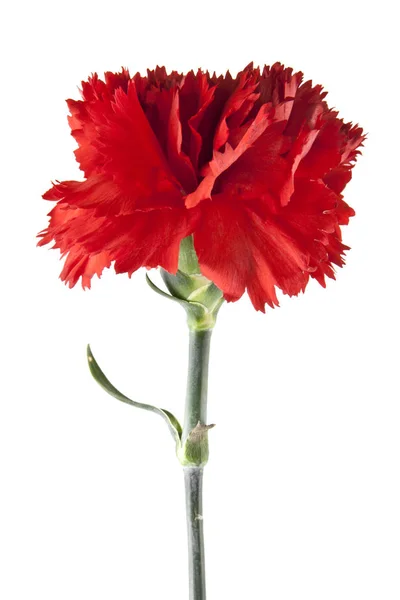 Beyaz arkaplanda kırmızı karanfil izole edildi