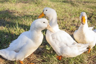 Bir alandaki üç ördek
