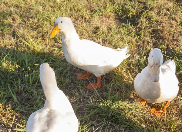 Três patos em um campo — Fotografia de Stock