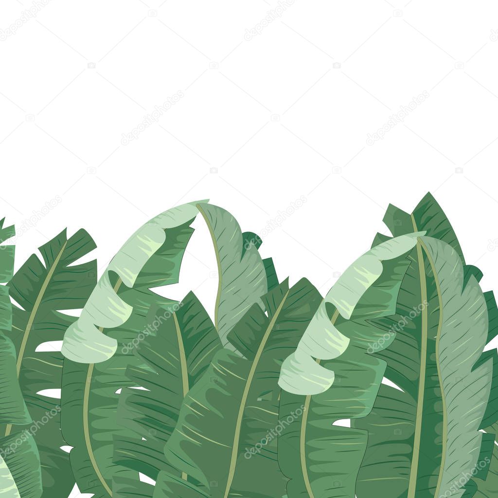 Tropical Palm Leaves Background. Banana Leaves. Vector Background. Exotic Flowers Texture.
