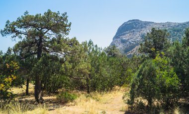 Yeni ışık ardıç ve dağ görünümleri