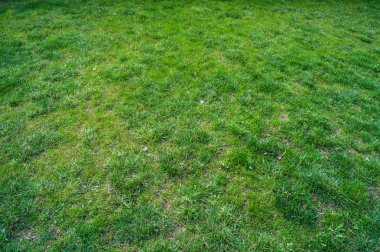 yeşil çimenler yakın