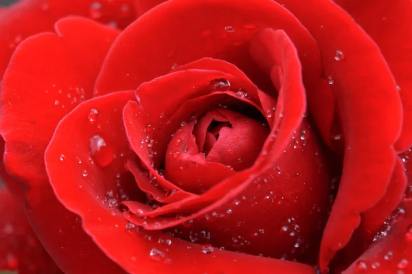 Red rose closeup — Stock Photo, Image