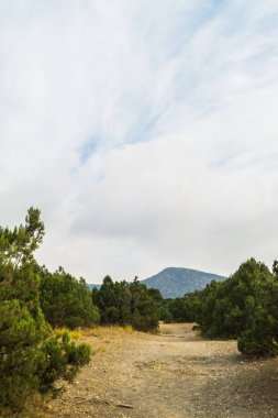 Ardıç ağaçları Yeni Dünya Peyzaj