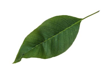 Ceviz yaprağı portre