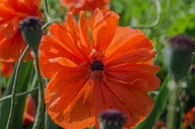 Çiçek haşhaş portre