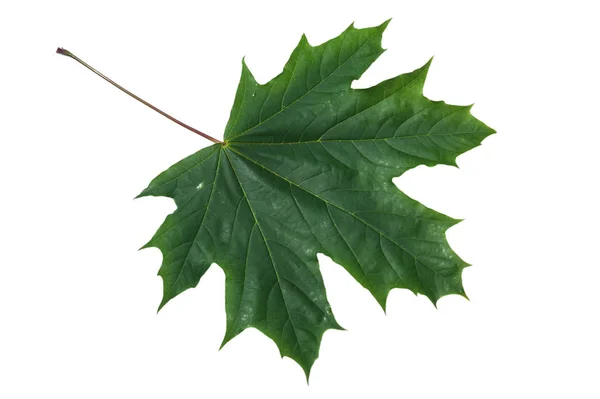 Maple leaf closeup — Stock Photo, Image
