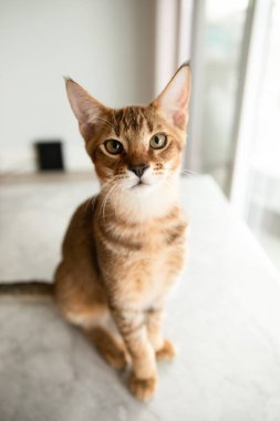 Güzel ve nadir Chausie kedisi