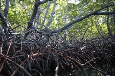 Güzel mangrov yeşil ormanı