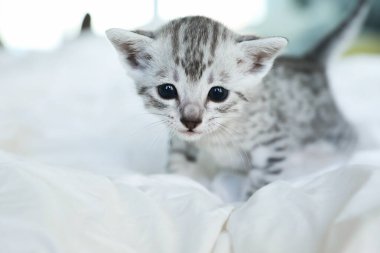 Şirin Mısırlı kedi yavrusu yürüyor