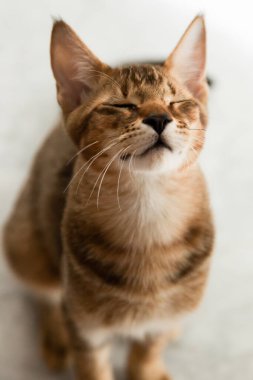 Güzel ve nadide Chausie kedisi gözleri kapalı 