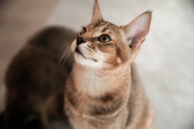 Güzel ve nadir Chausie kedisi