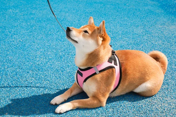 Schöne Shiba Inu Hund Sitzt Einem Rosa Geschirr Der Leine — Stockfoto