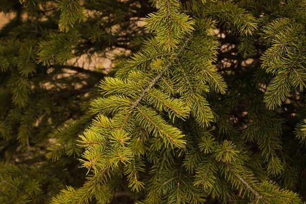 森林里的松树树枝 — 图库照片