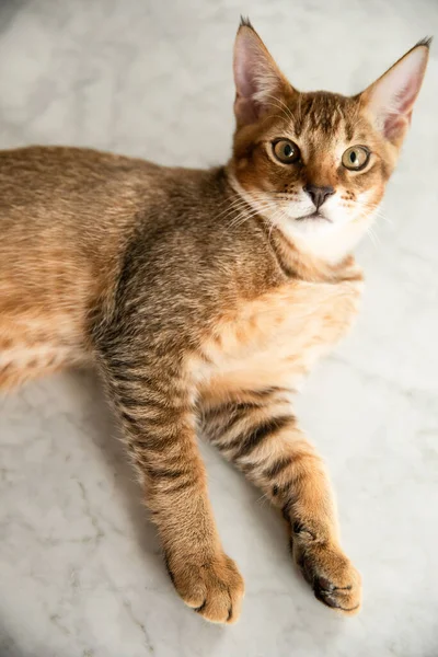 Kucing Chausie Yang Cantik Dan Langka — Stok Foto