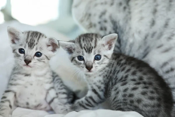 Lindos Gatitos Egipcios Mau —  Fotos de Stock