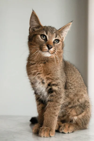 Kucing Caracat Yang Cantik Dan Langka Terlihat Dan Tersenyum — Stok Foto