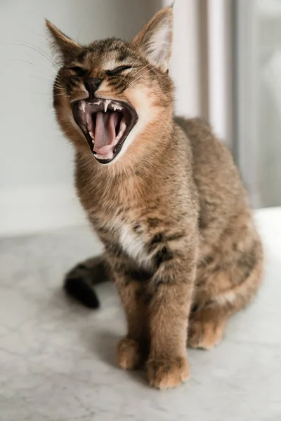 Vacker Och Sällsynt Sömnig Caracat Katt — Stockfoto