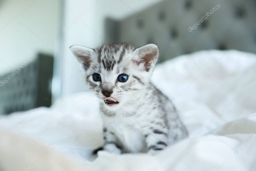 Cute Egyptian Mau kitten with his tongue out