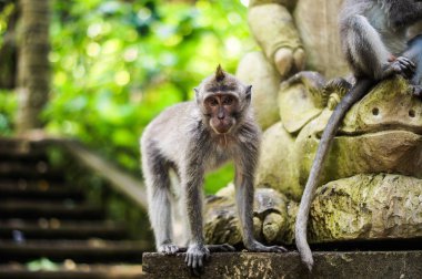 Bali. Kaipa orman