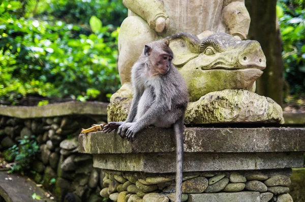 ¡Bali! Bosque de Mokey —  Fotos de Stock
