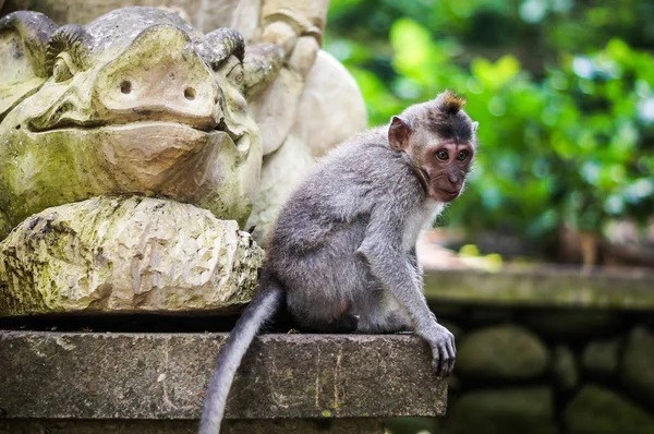 ¡Bali! Bosque de Mokey —  Fotos de Stock