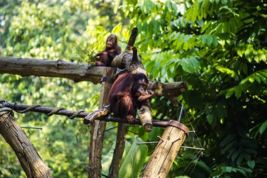 iki maymun, bir gülüyor, diğer sıkılmış