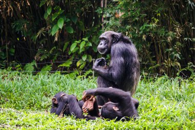 şempanze ile iki babes