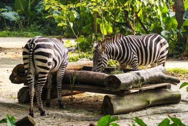 Singapur Hayvanat Bahçesi iki zebras